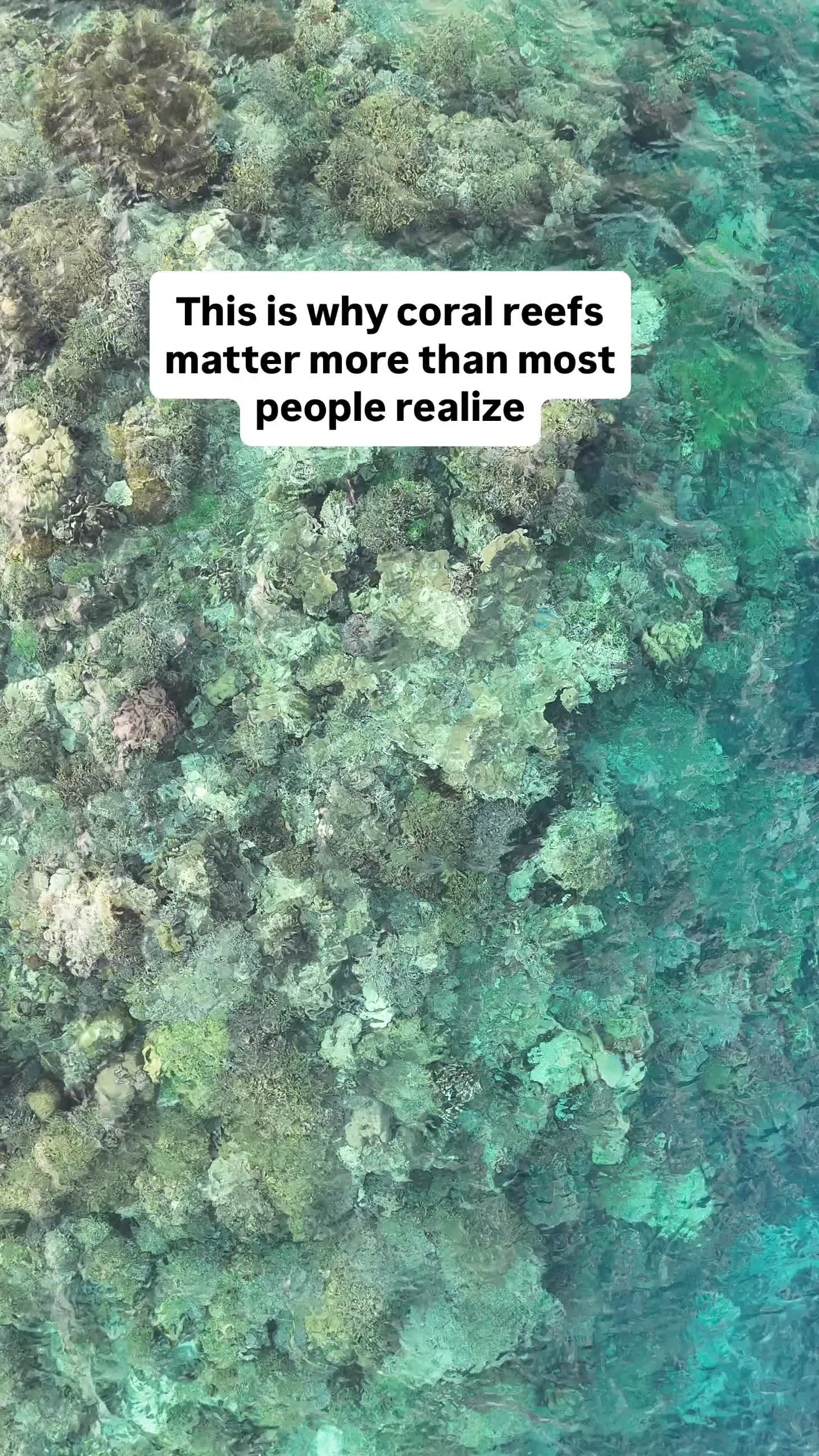 @The Dive Compass