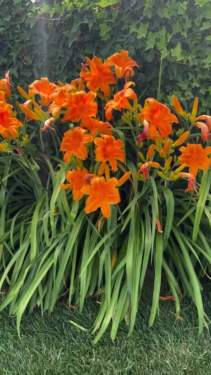 @VERANDA