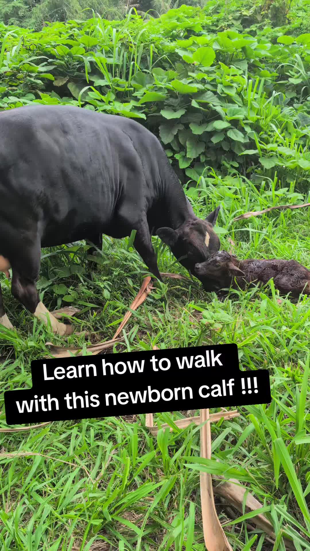 @Krishna Cow Sanctuary