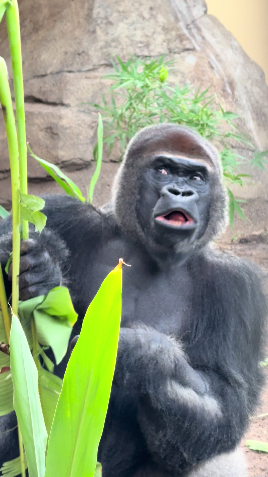 @Houston Zoo