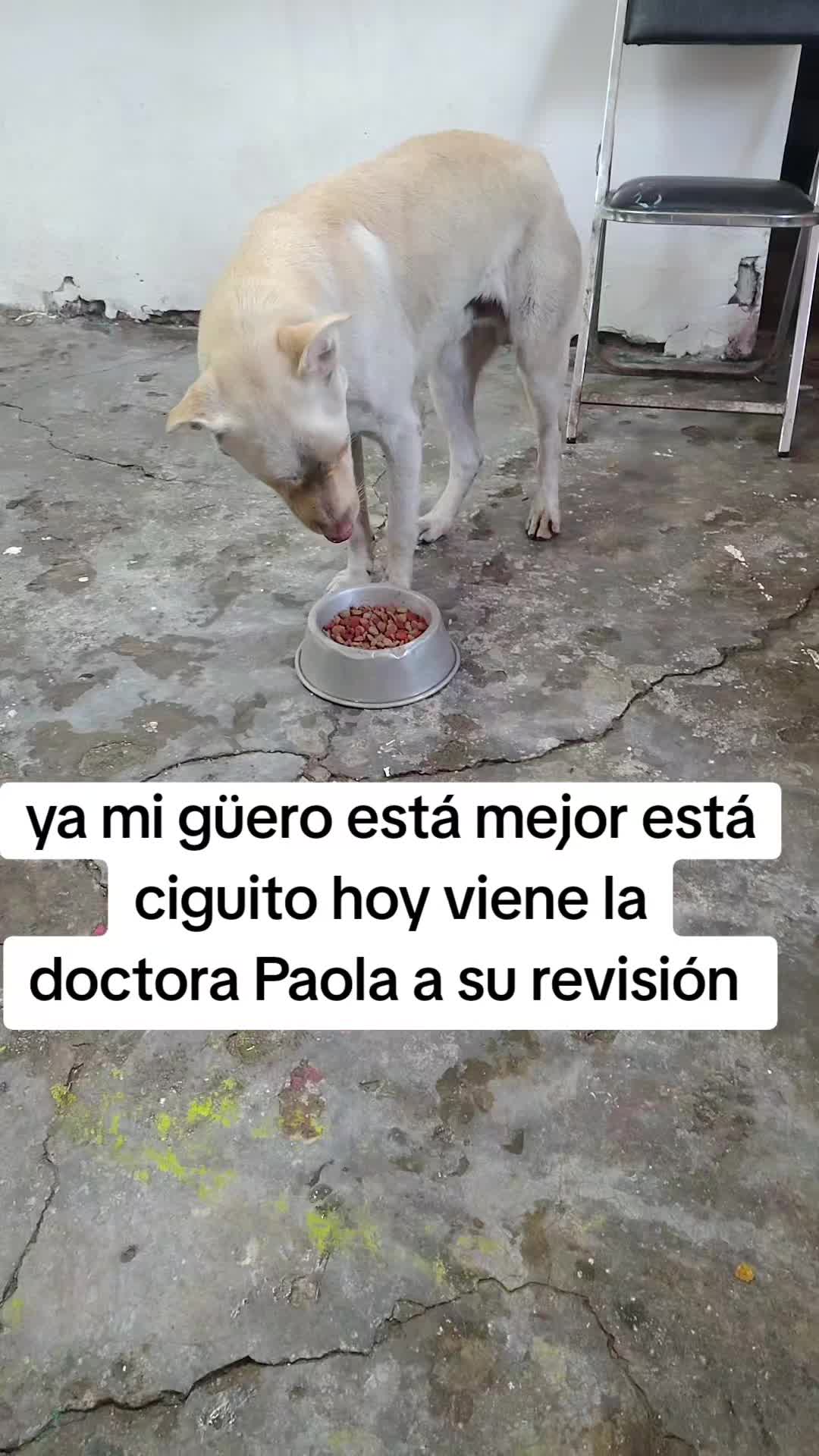 @rescate de perros guapos 😚