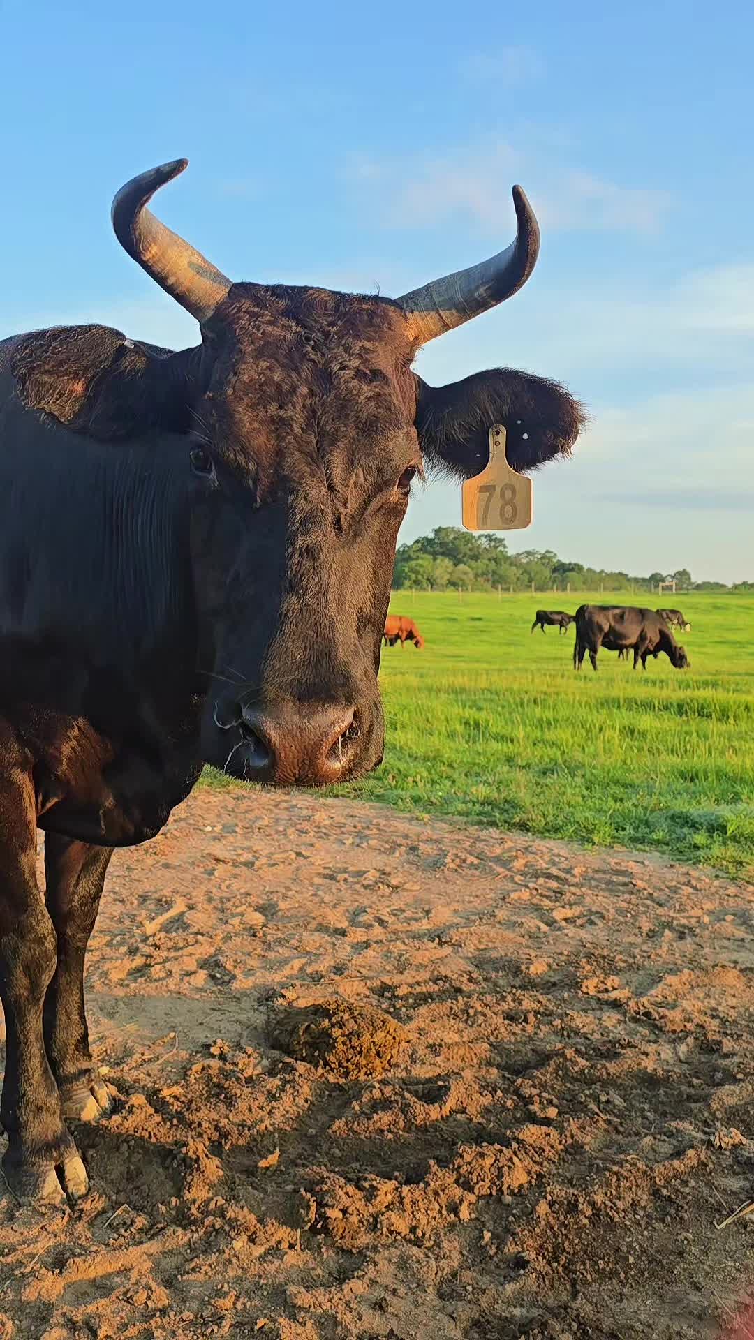 @M.I. CATTLE CO.