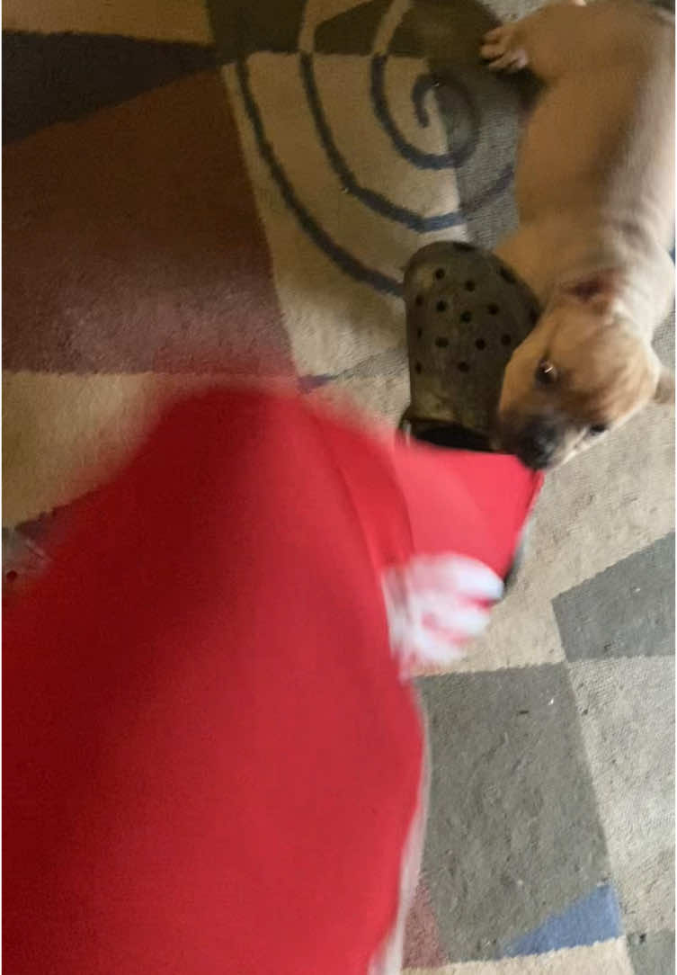 @DSGKENNELS