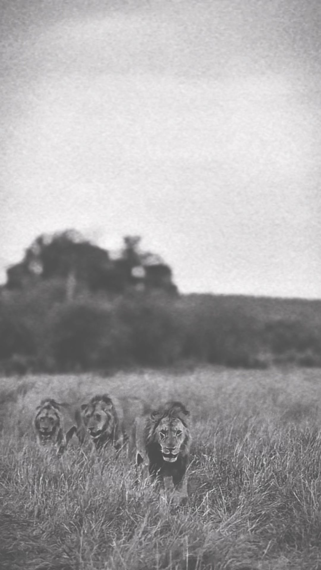 @lion_world5