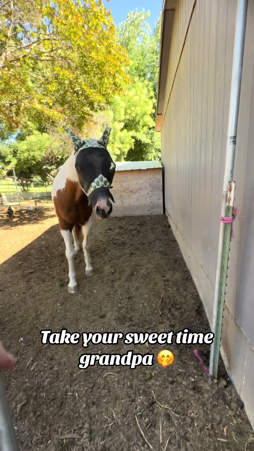 @Hot Sauce the Mini horse 🐎