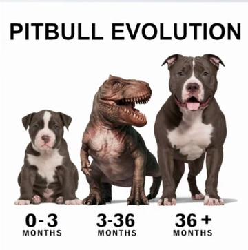 @Oatmeal 🐶🎧❤️🐕