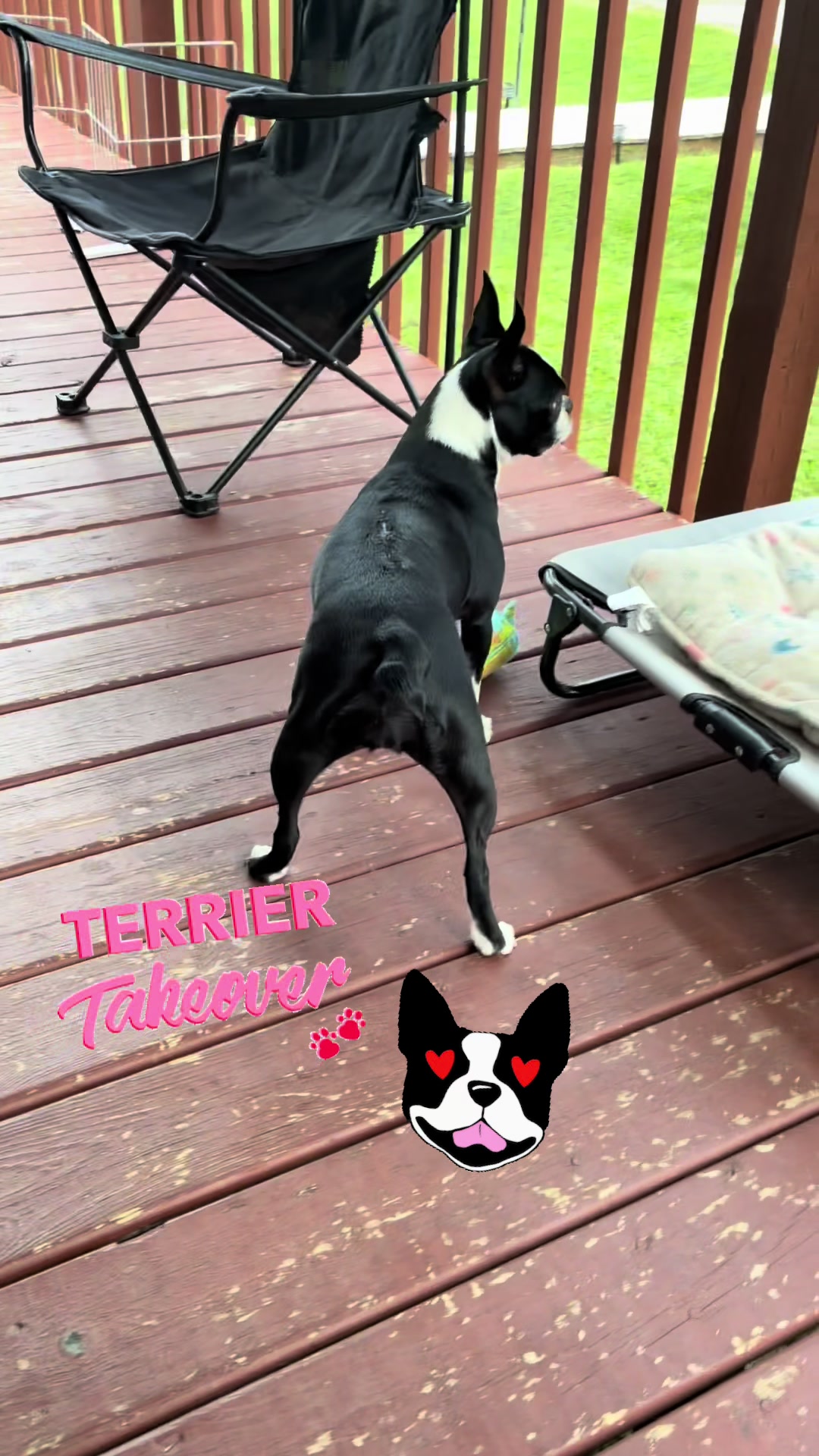 @bostonterrier7