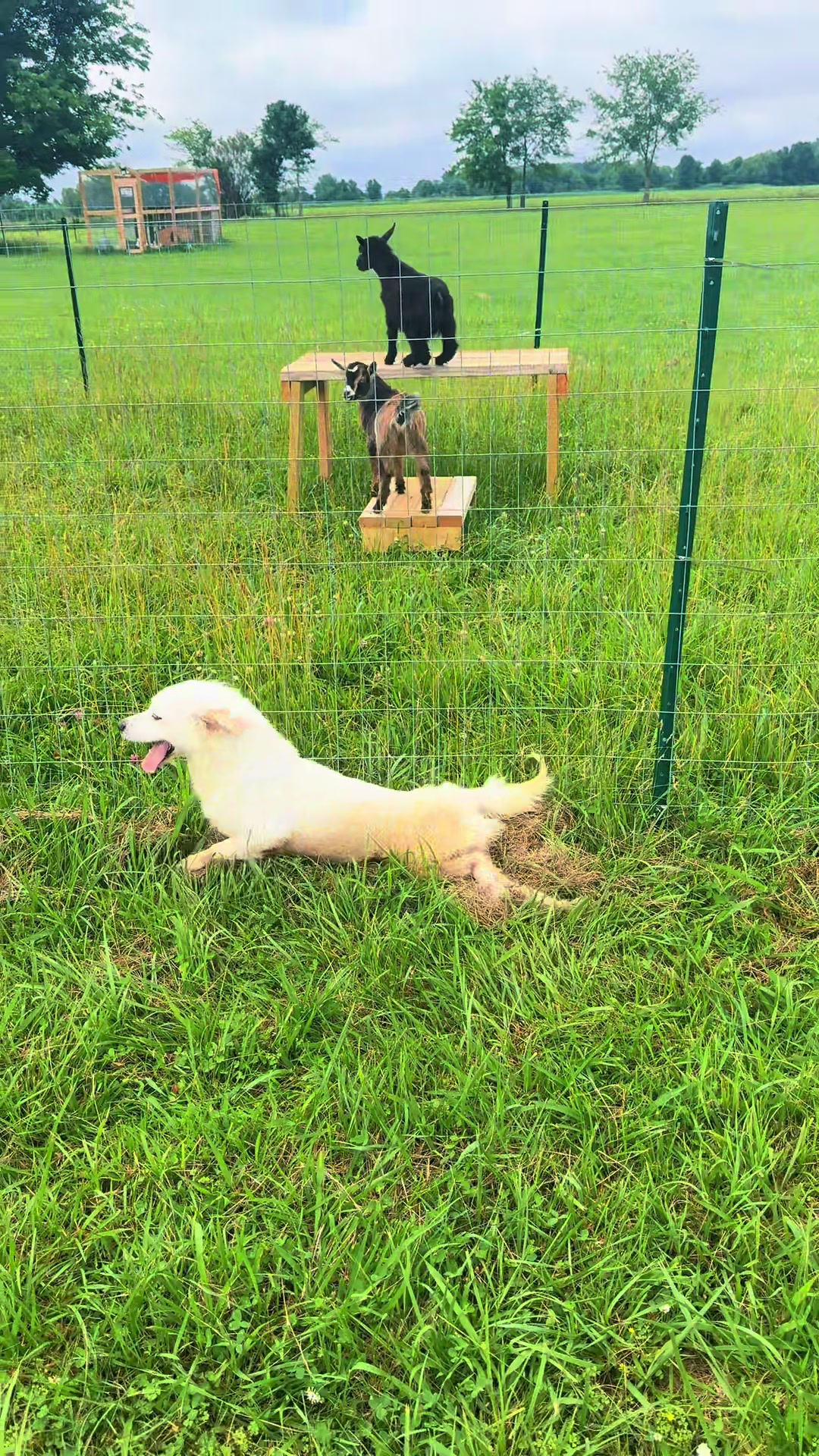 @FURGIVEN Animal Sanctuary