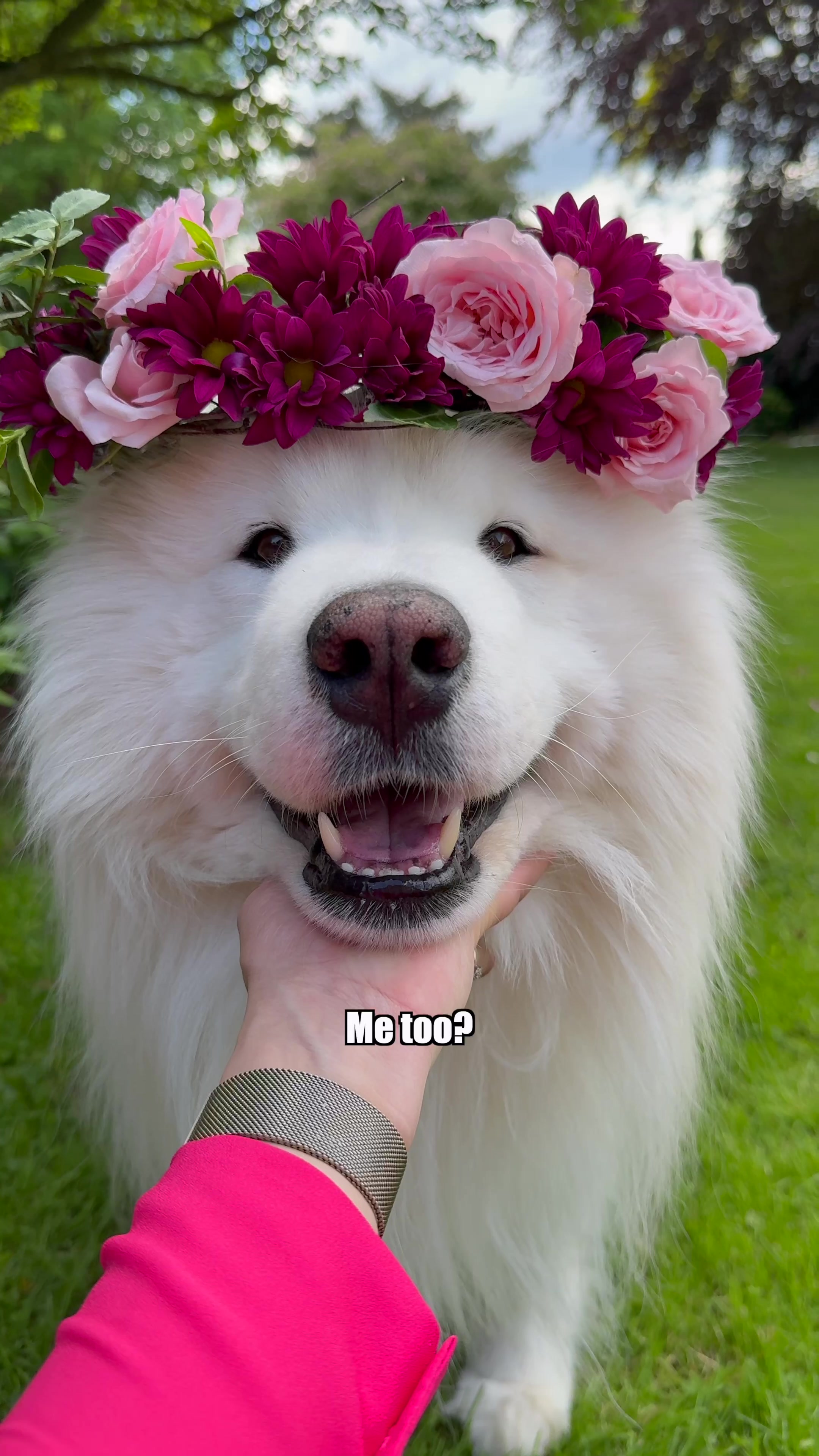 @wanderlust_samoyed