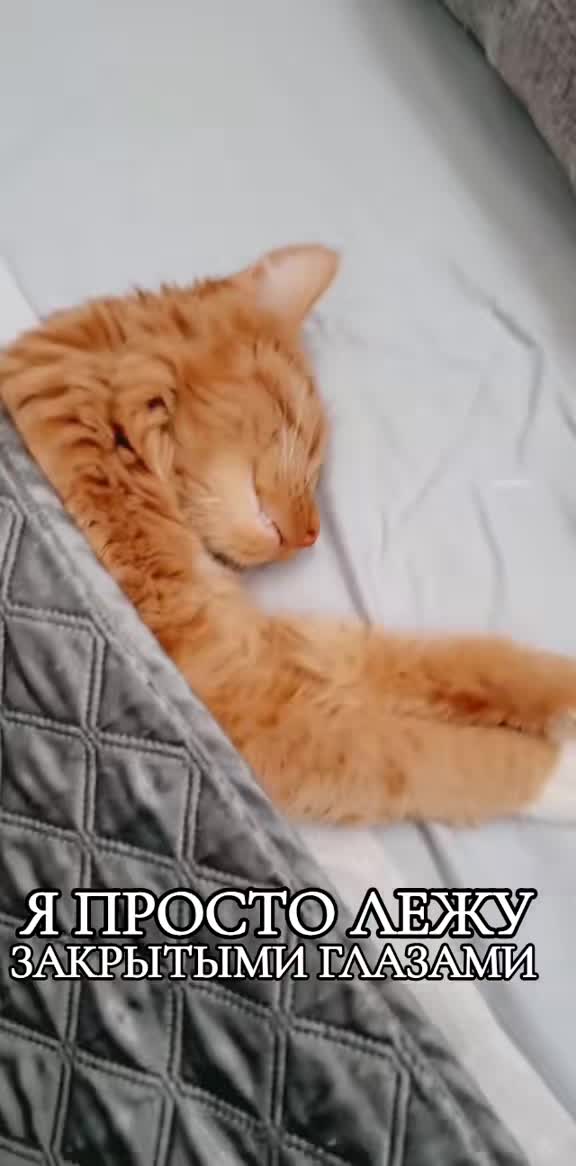 @GlaMurka🐈