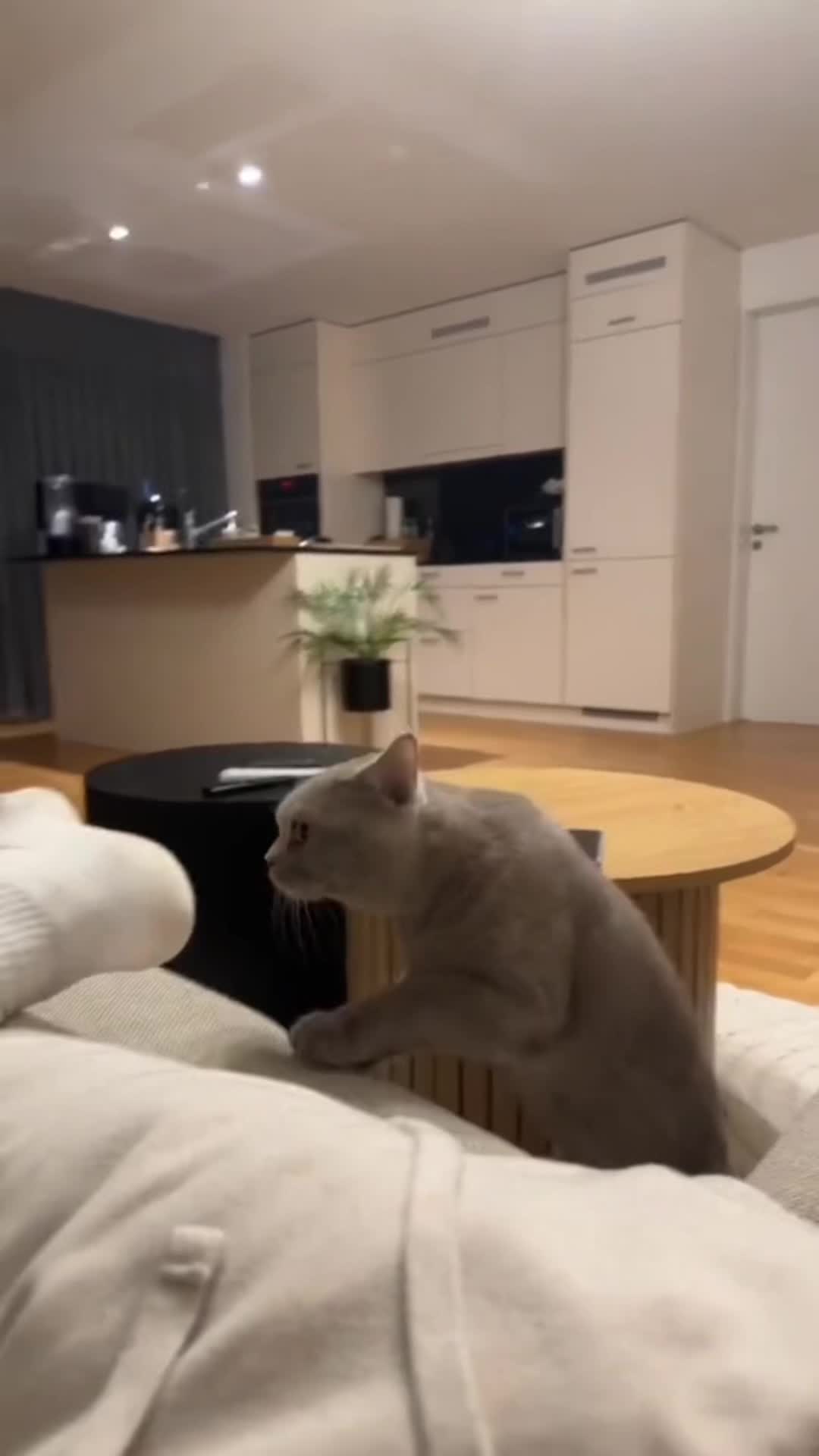 @🤣Cute Funny Pets🤣