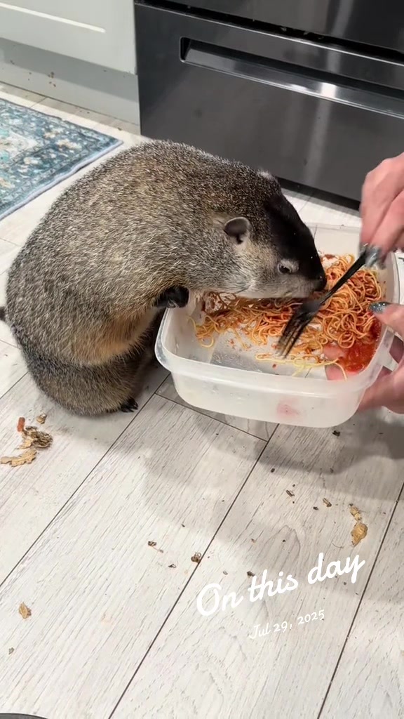 @Wilbur the Woodchuck