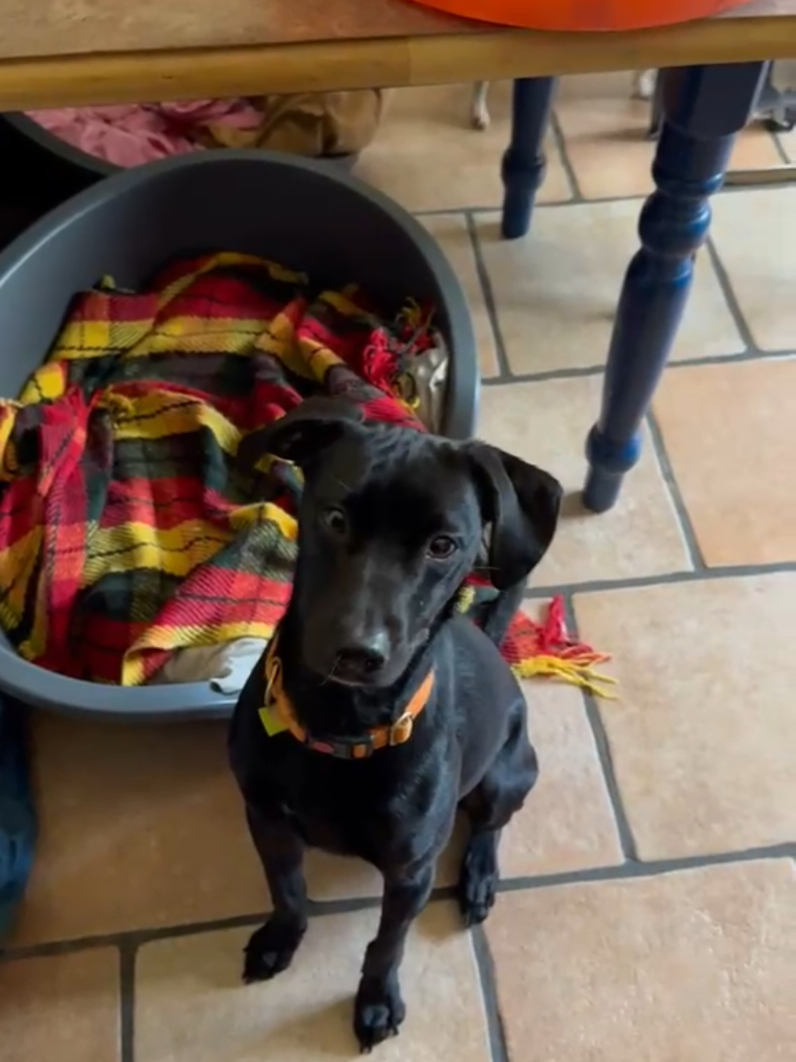 @Tierschutzhunde-Azoren