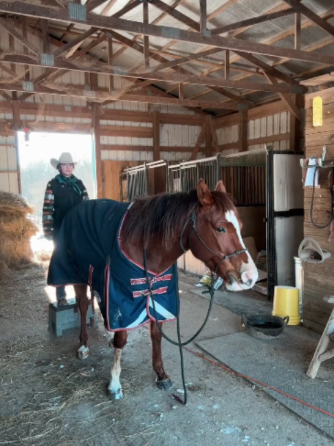 @Horses TikTok
