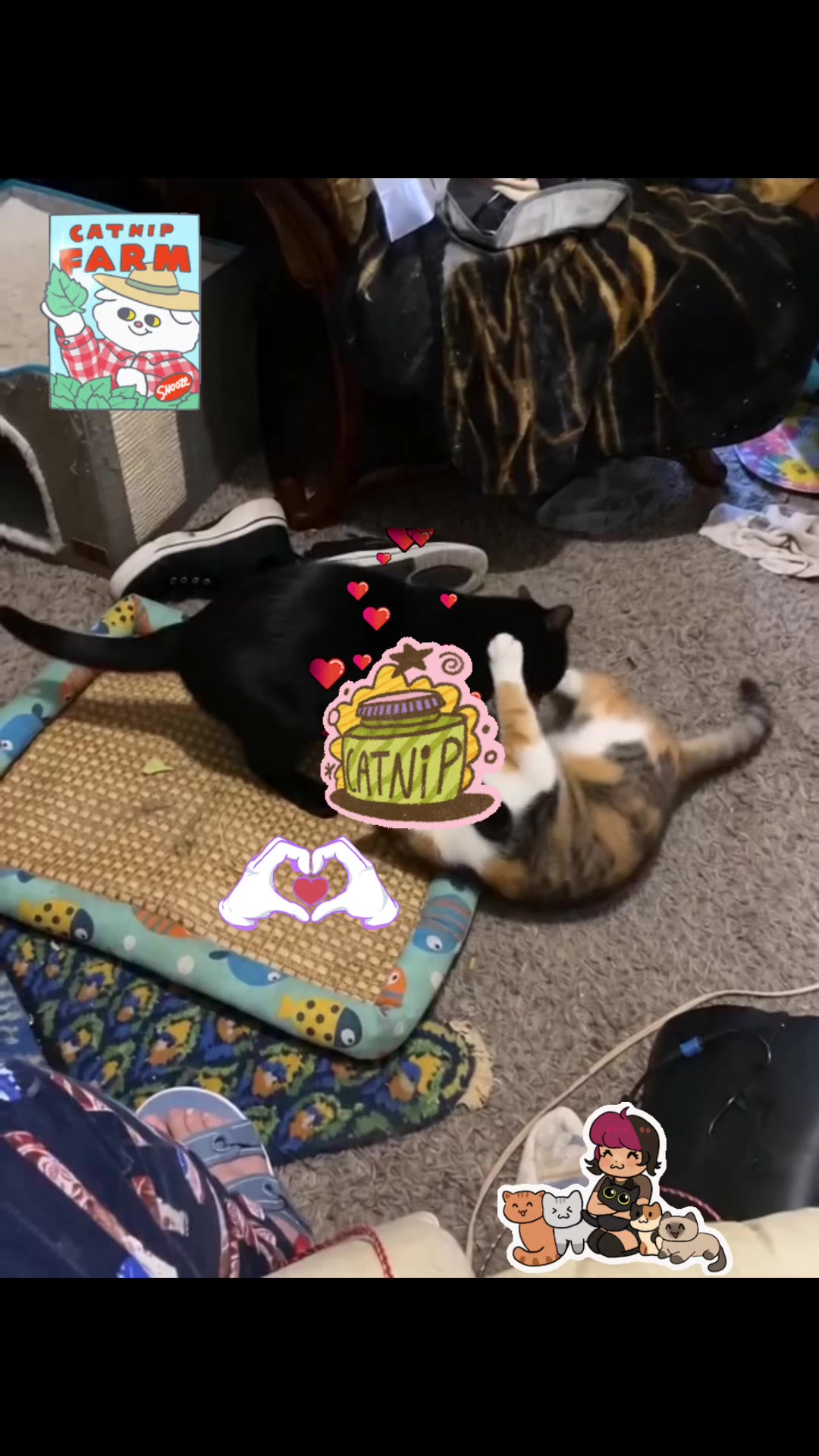 @🐈⬛🐈Shelby🐈