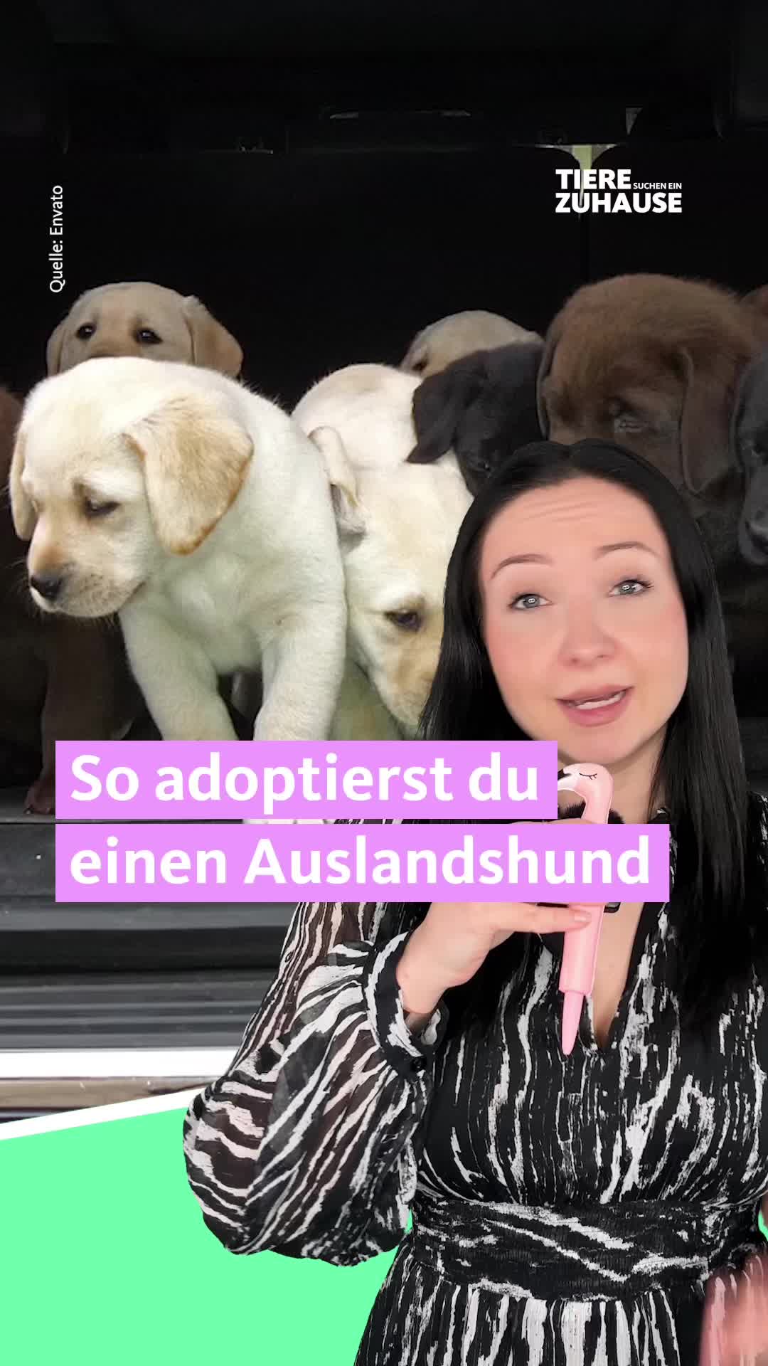 @Tiere suchen ein Zuhause