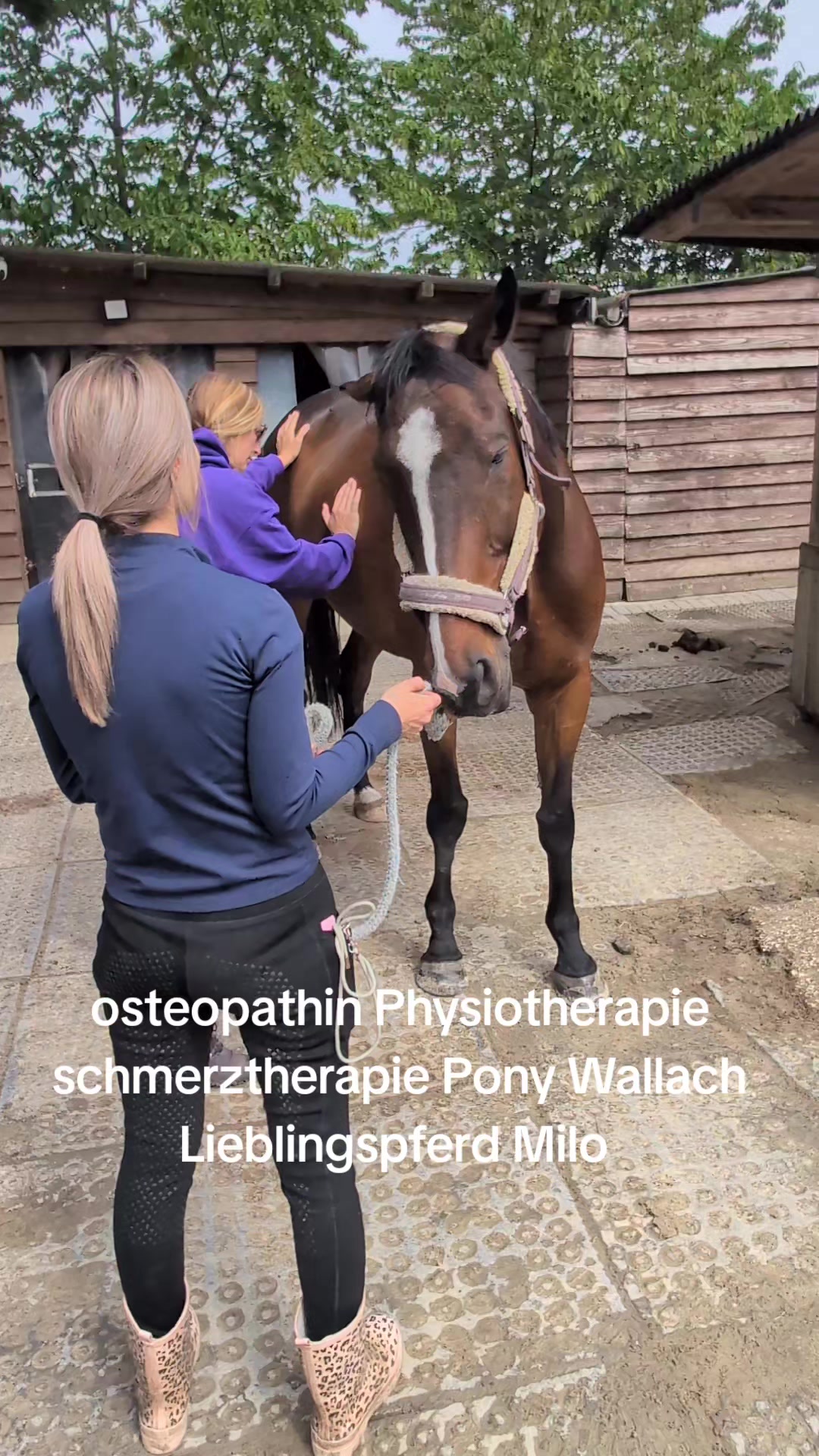 @Steffis_horse_world