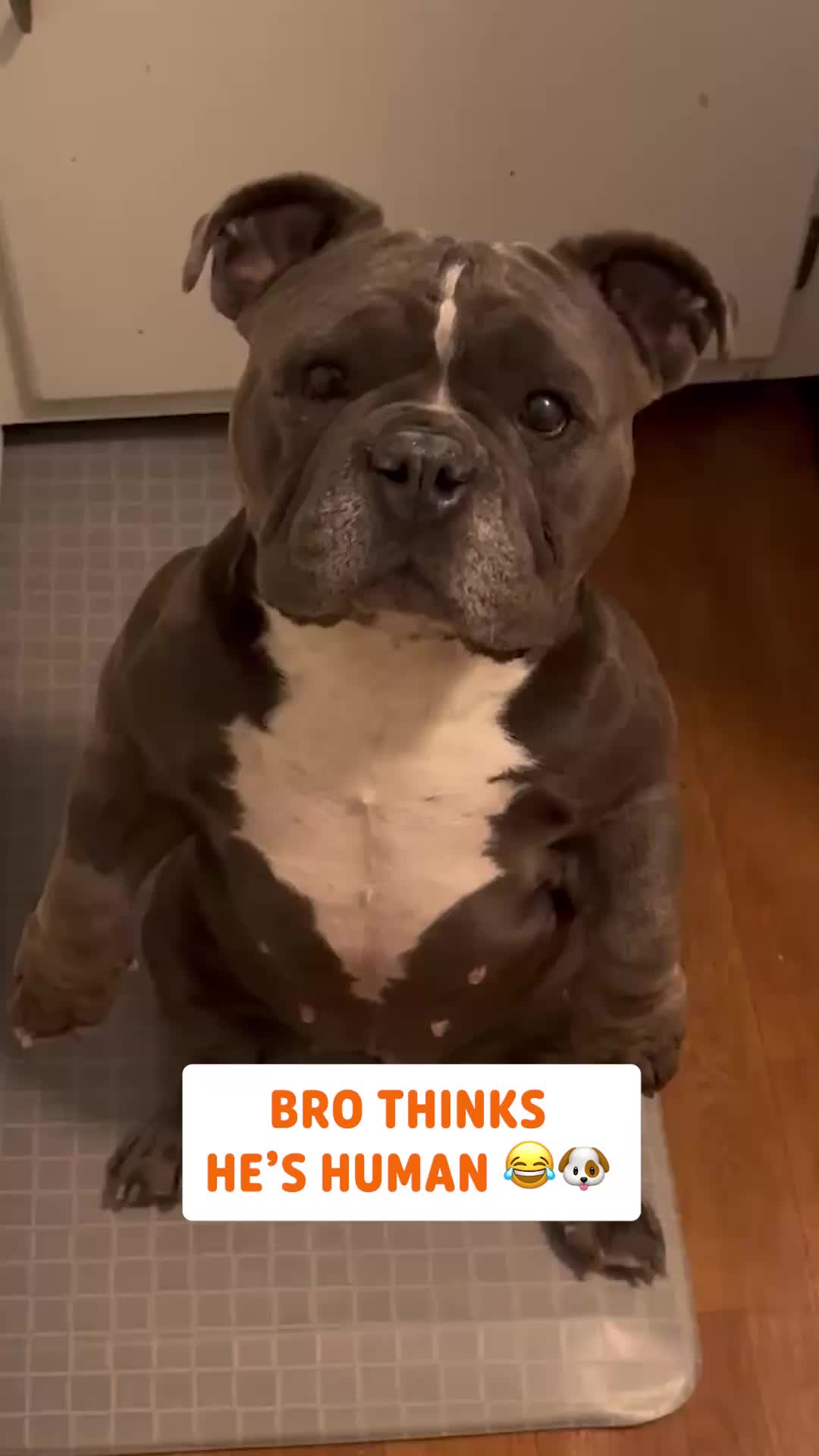 @Pawsome Pets