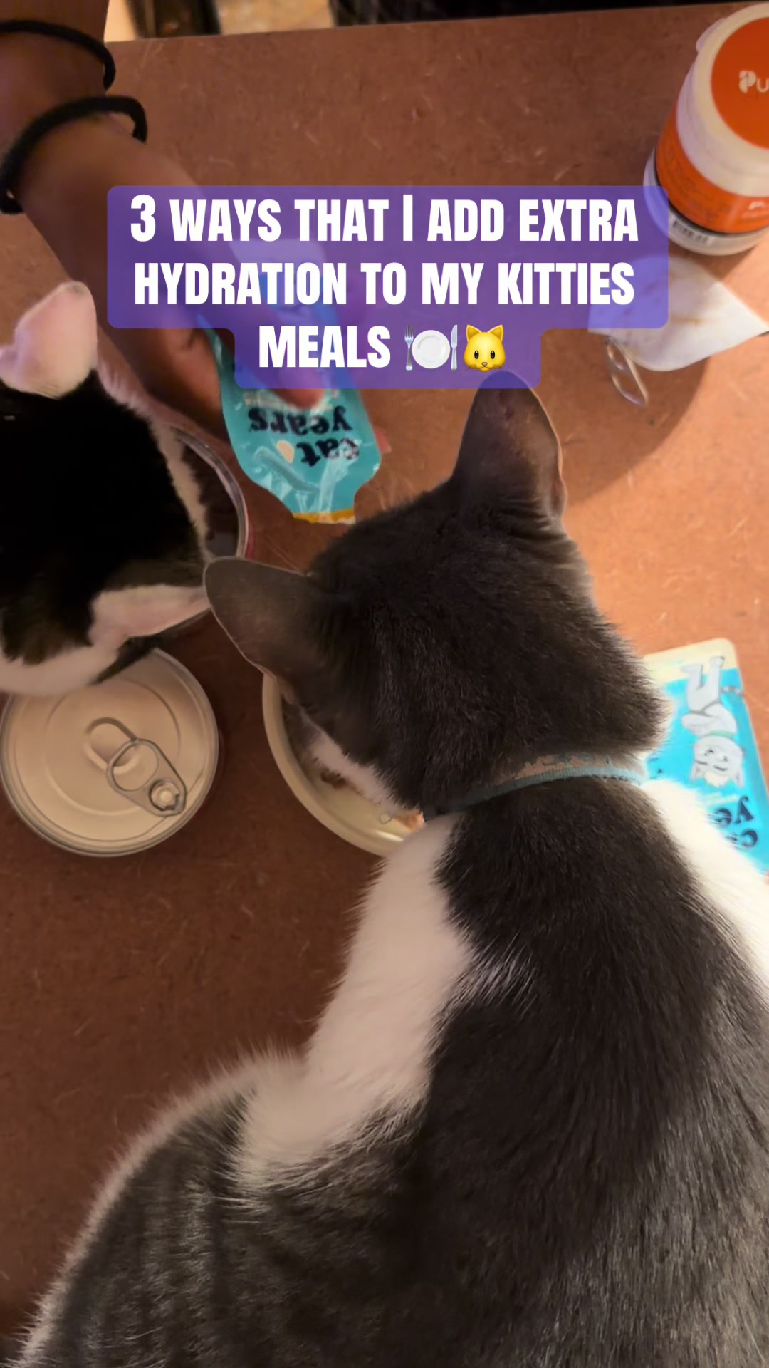 @TheCommonKitties 🐾