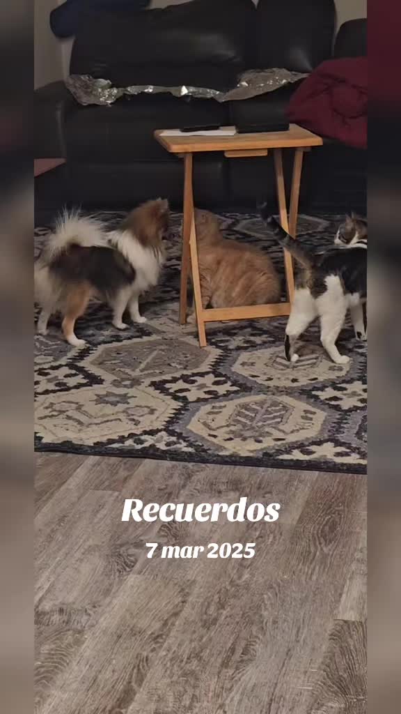 @Cuaima La Kavalla