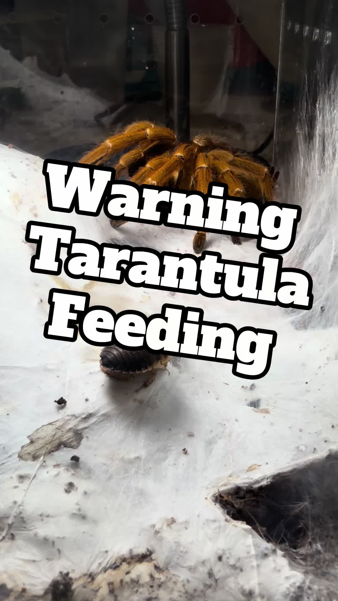 @arachnids