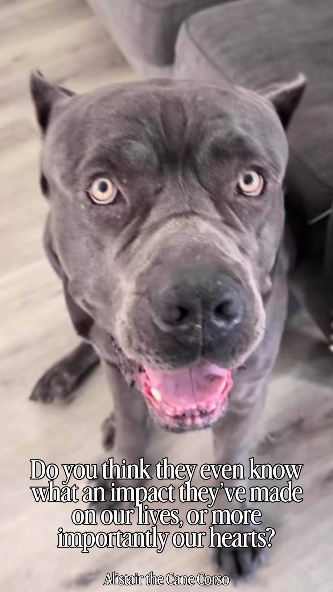 @Alistair the Cane Corso