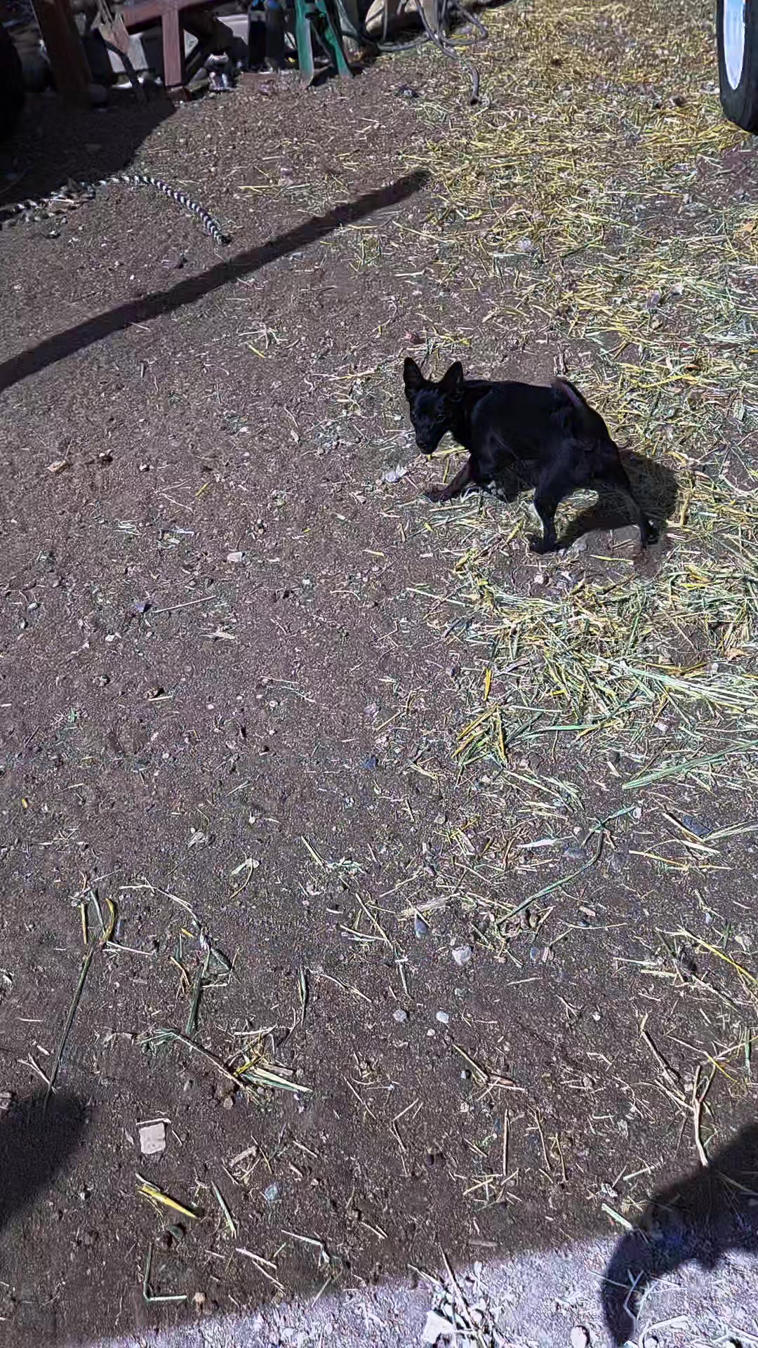 @Wikid Ranch Homestead & Apoth