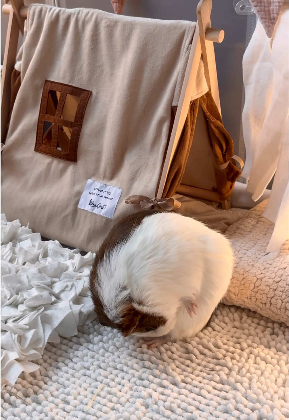 @friendly_guinea_pigs