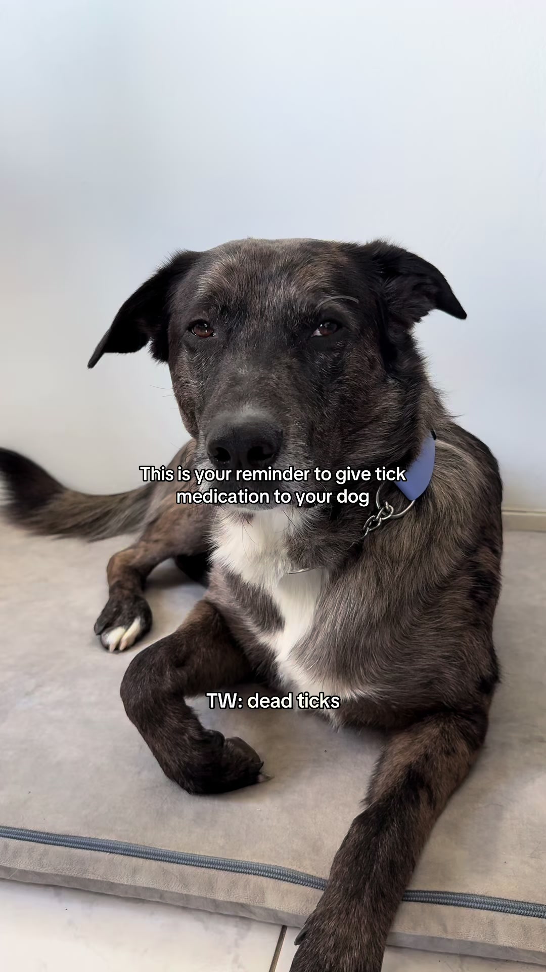 @girlwith.thecatahoula