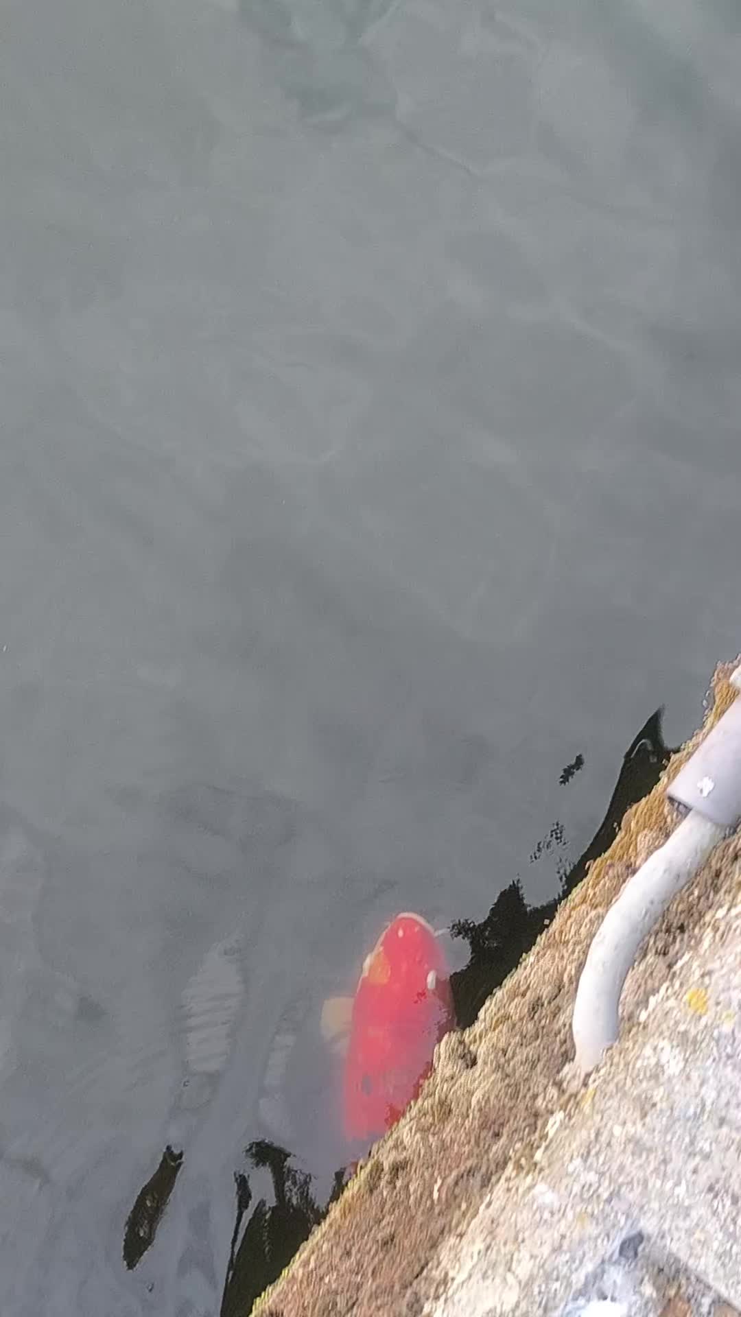 @Jocarpfishing