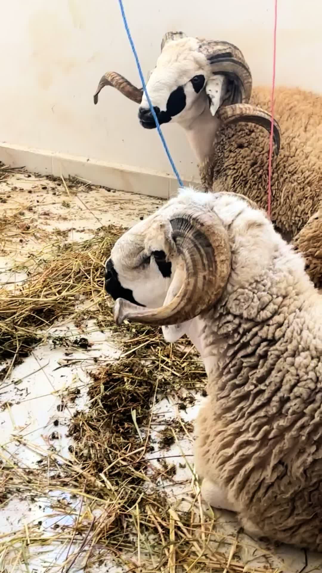 @دنيا وإحساس ♥️