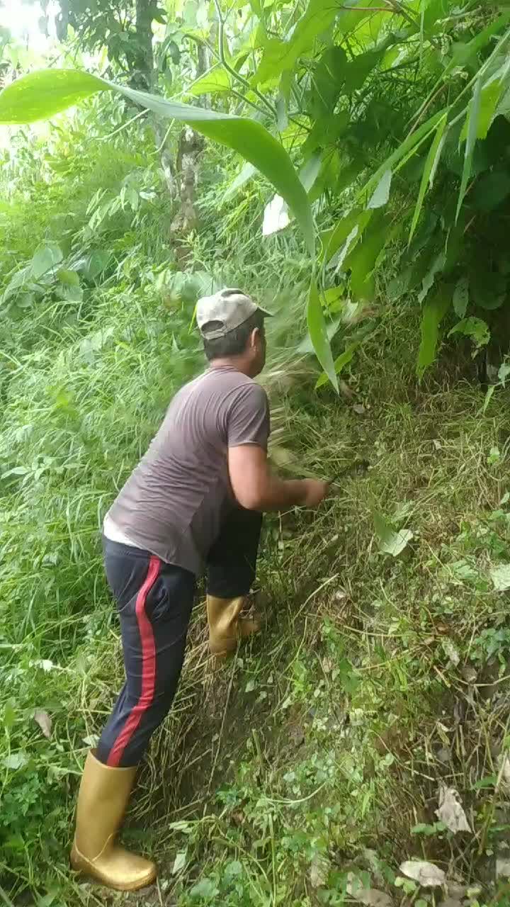 @GurungLok135