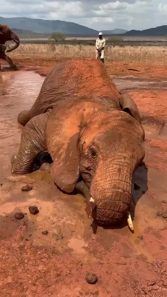 @SheldrickTrust