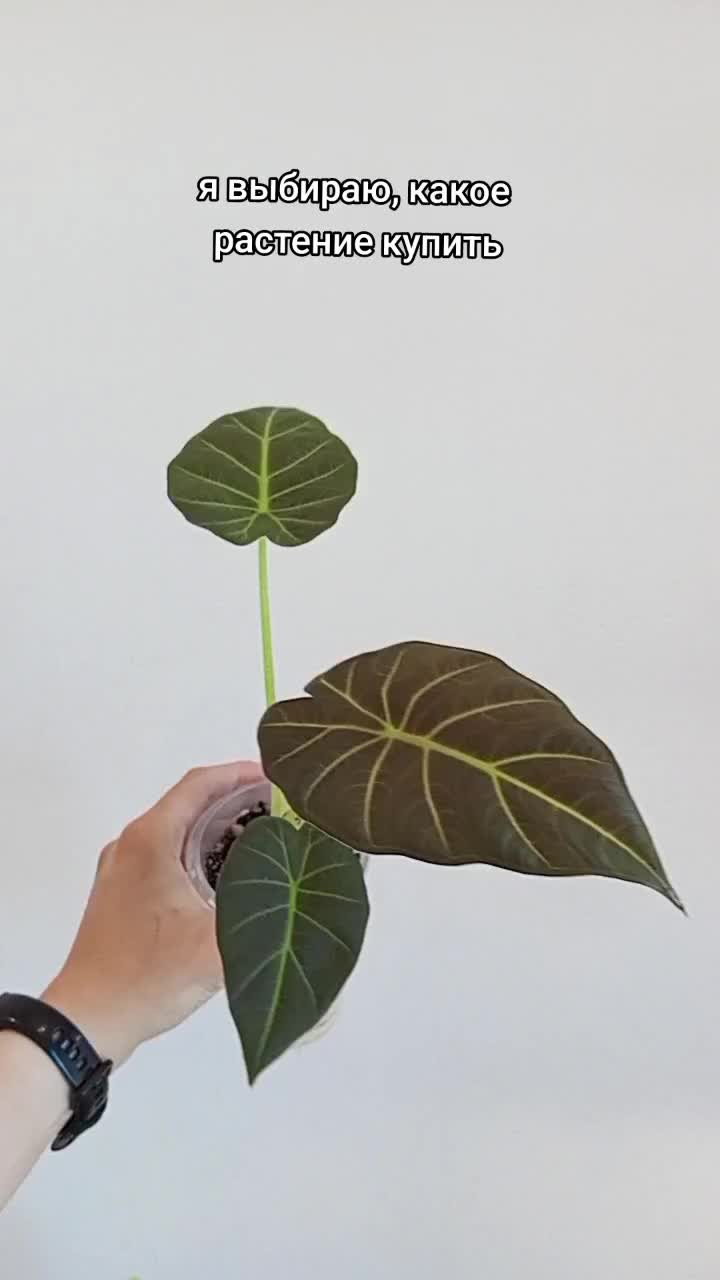 @mosungrass