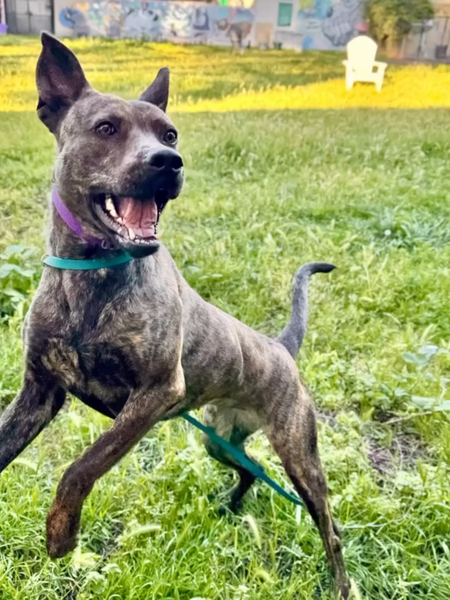 @Oakland Animal Services