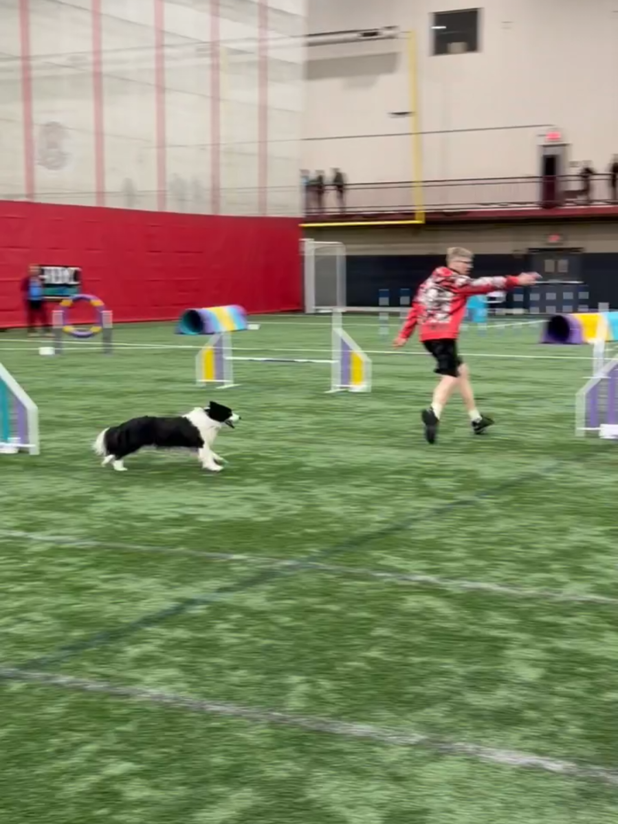 @Yoshi Border Collie