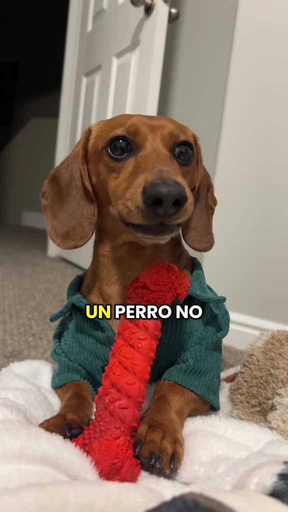 @Slinky Severus-Doo