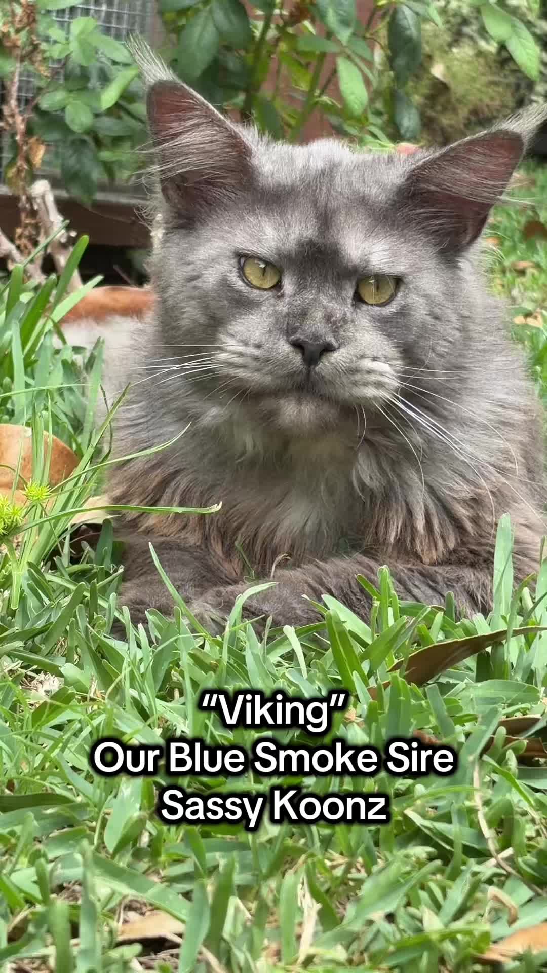 @Sassy Koonz Luxury MaineCoons