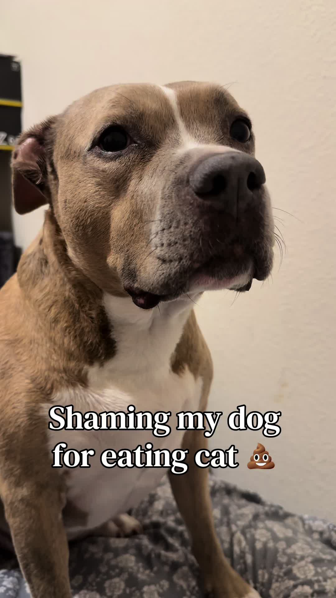 @Indie.pittie