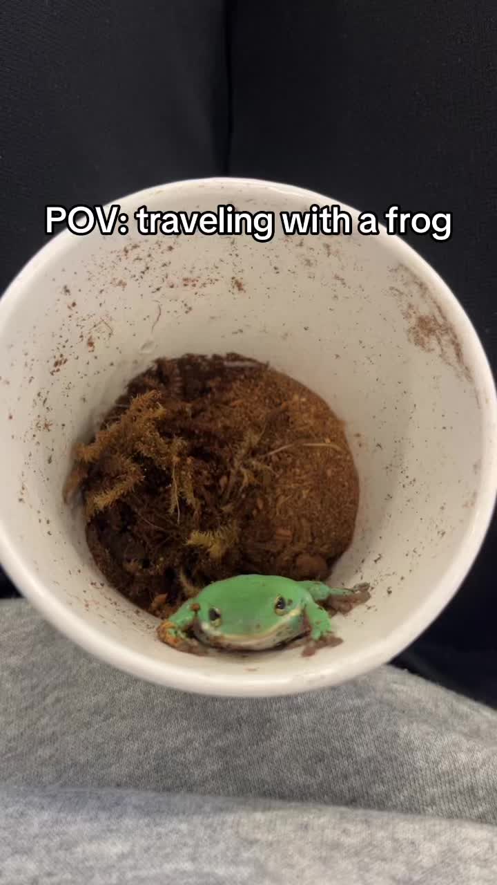 @daily FROG posts 🐸