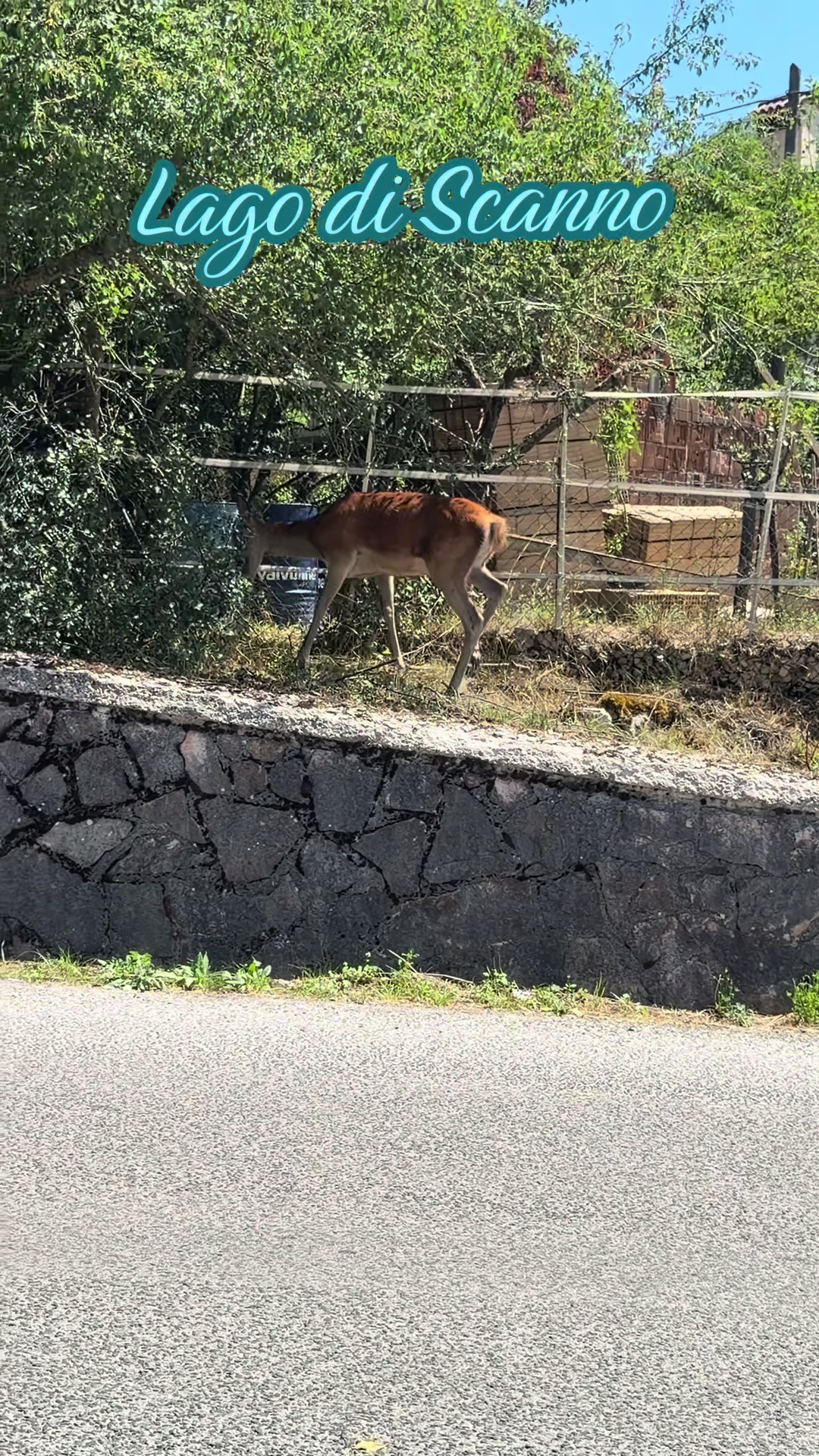 @Paola 🐴 Simone ⭐️