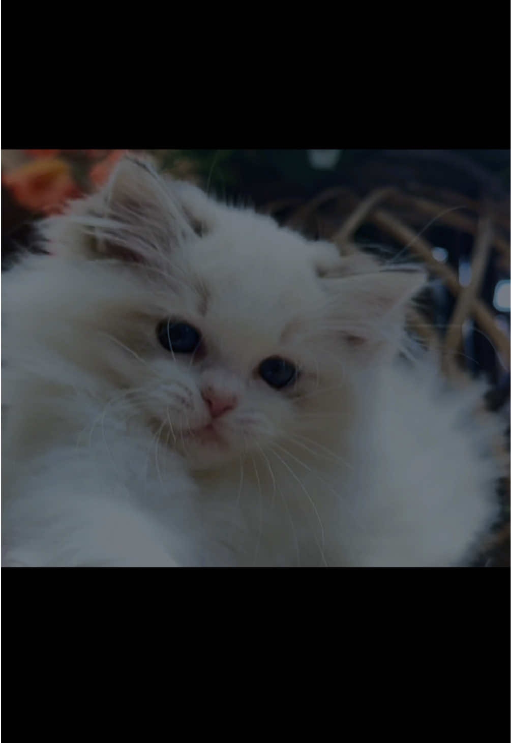@My Epic Ragdoll