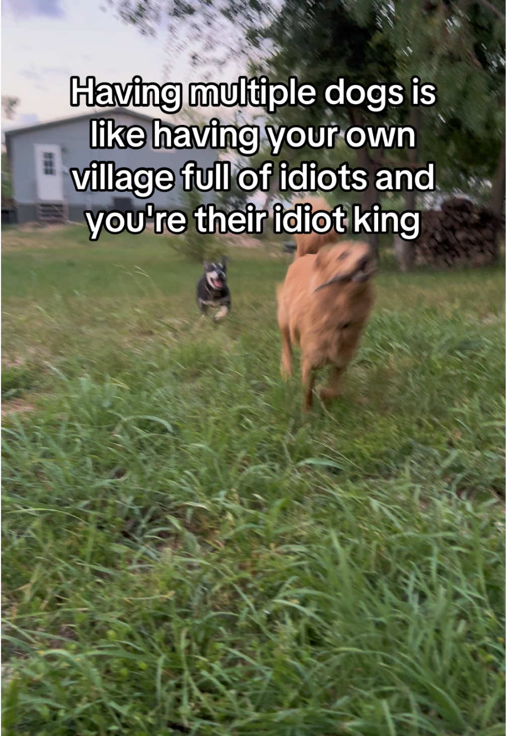 @Jordan & Amos 🐾
