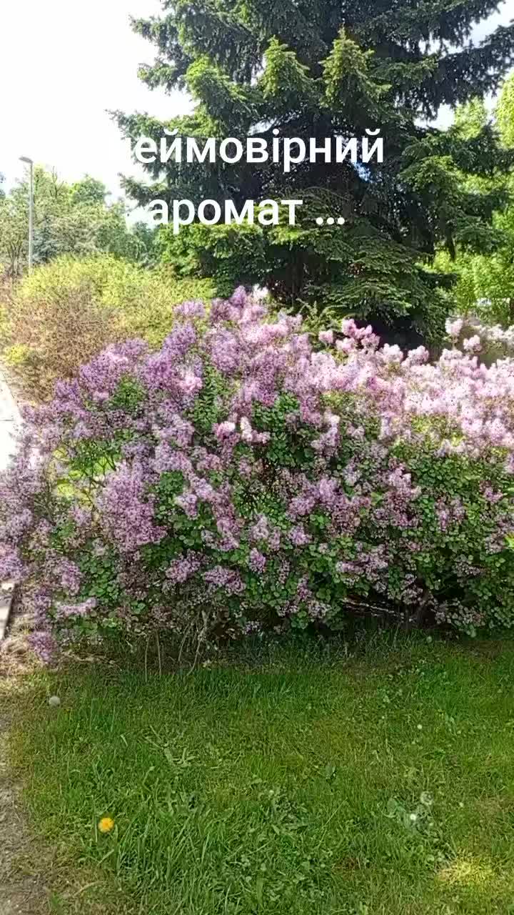 @Olha Halintovska