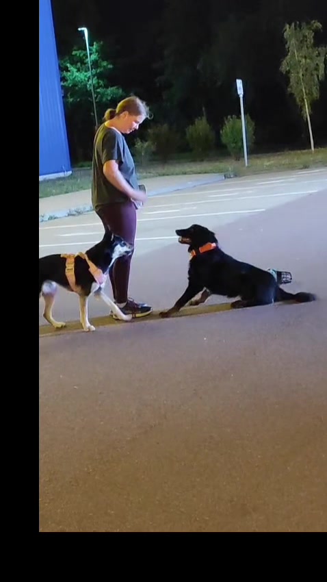 @Working.dogs