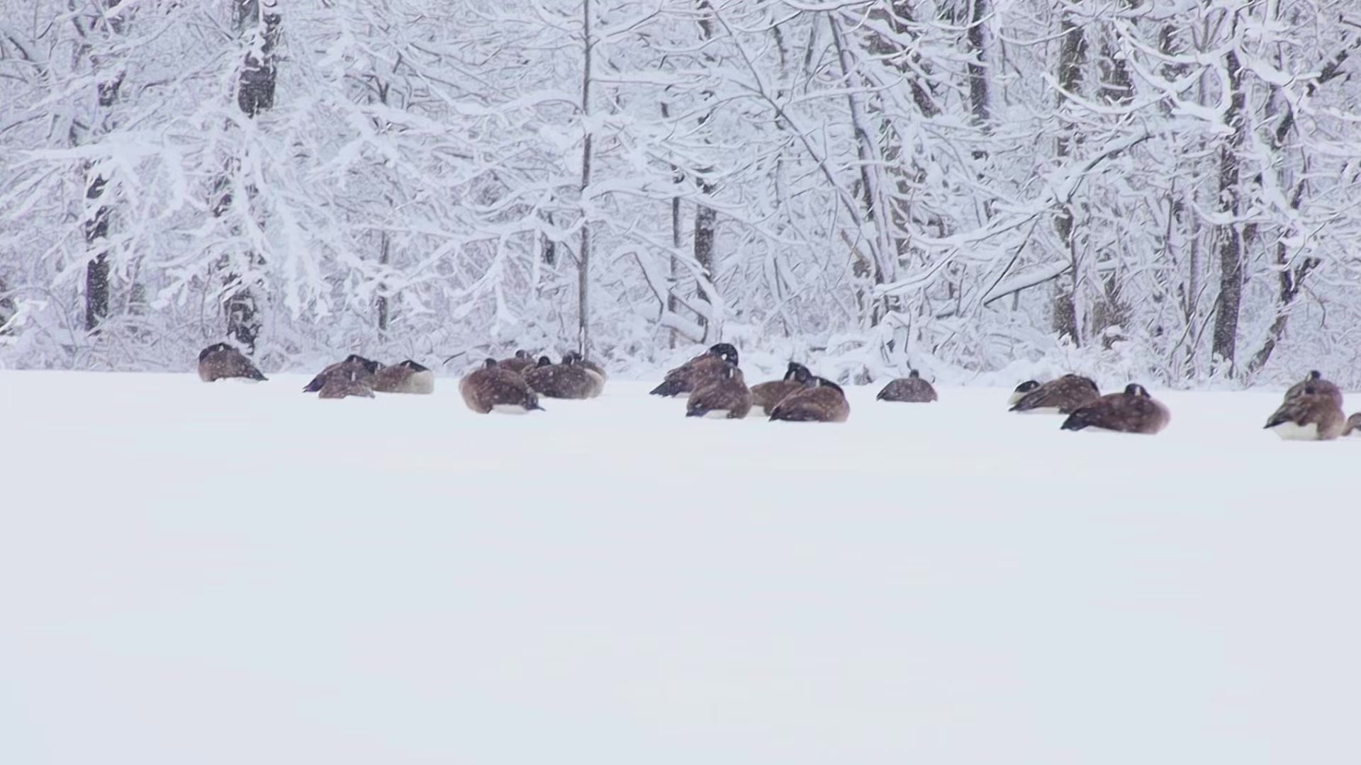 @Northern Duck Calls