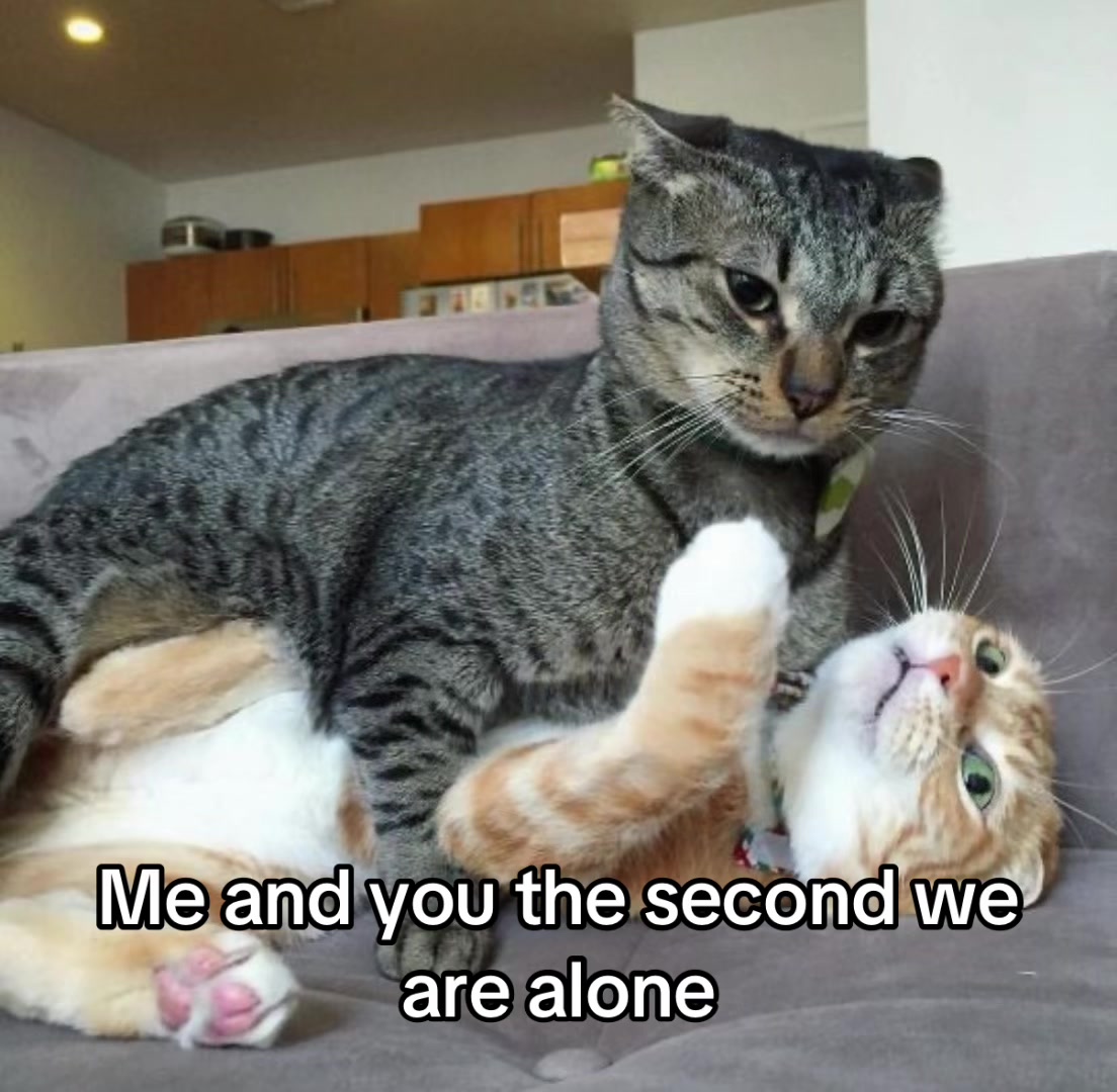 @LavanderCat