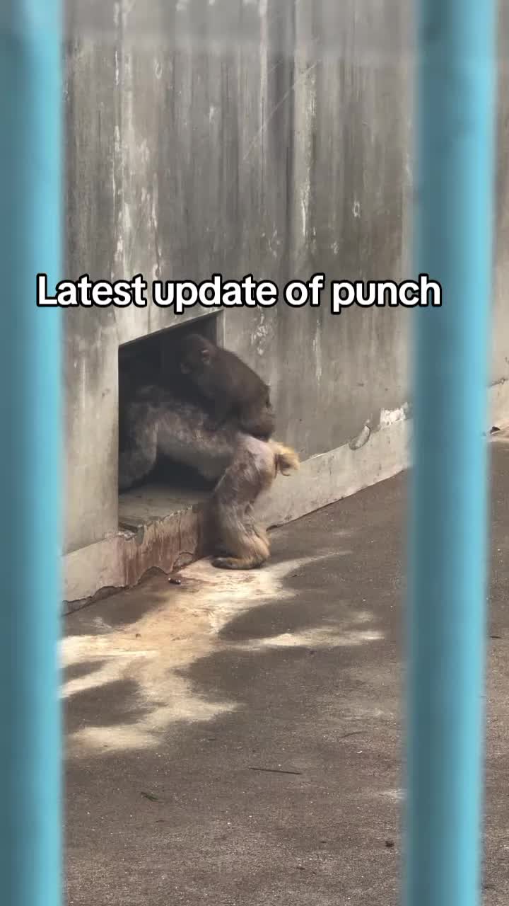 @Thepunchmonkey.com