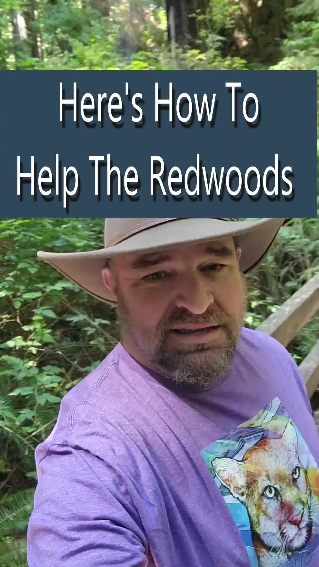 @Redwoods Rising