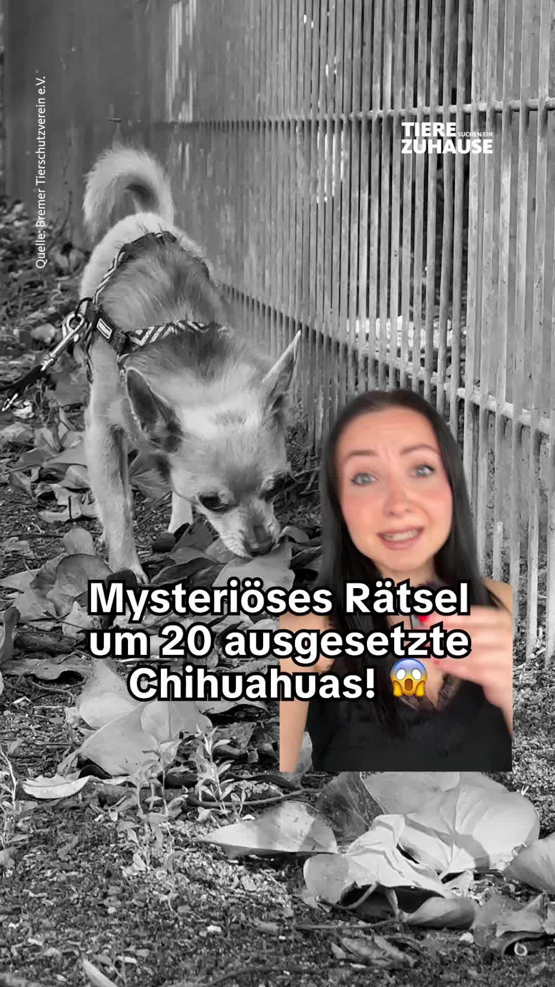 @Tiere suchen ein Zuhause